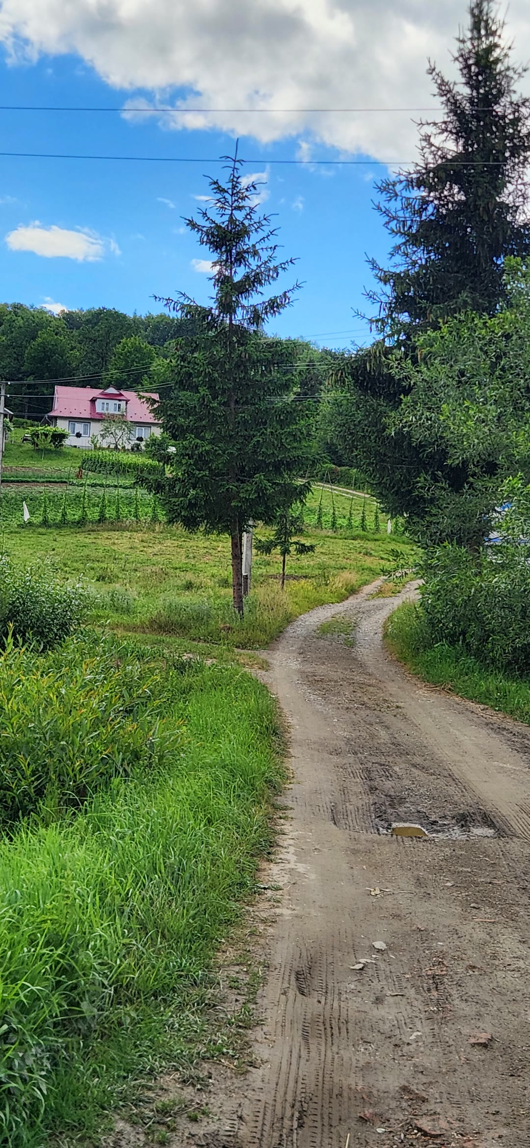 Ґрунтова дорога серед зелені, що піднімається в пагорби
